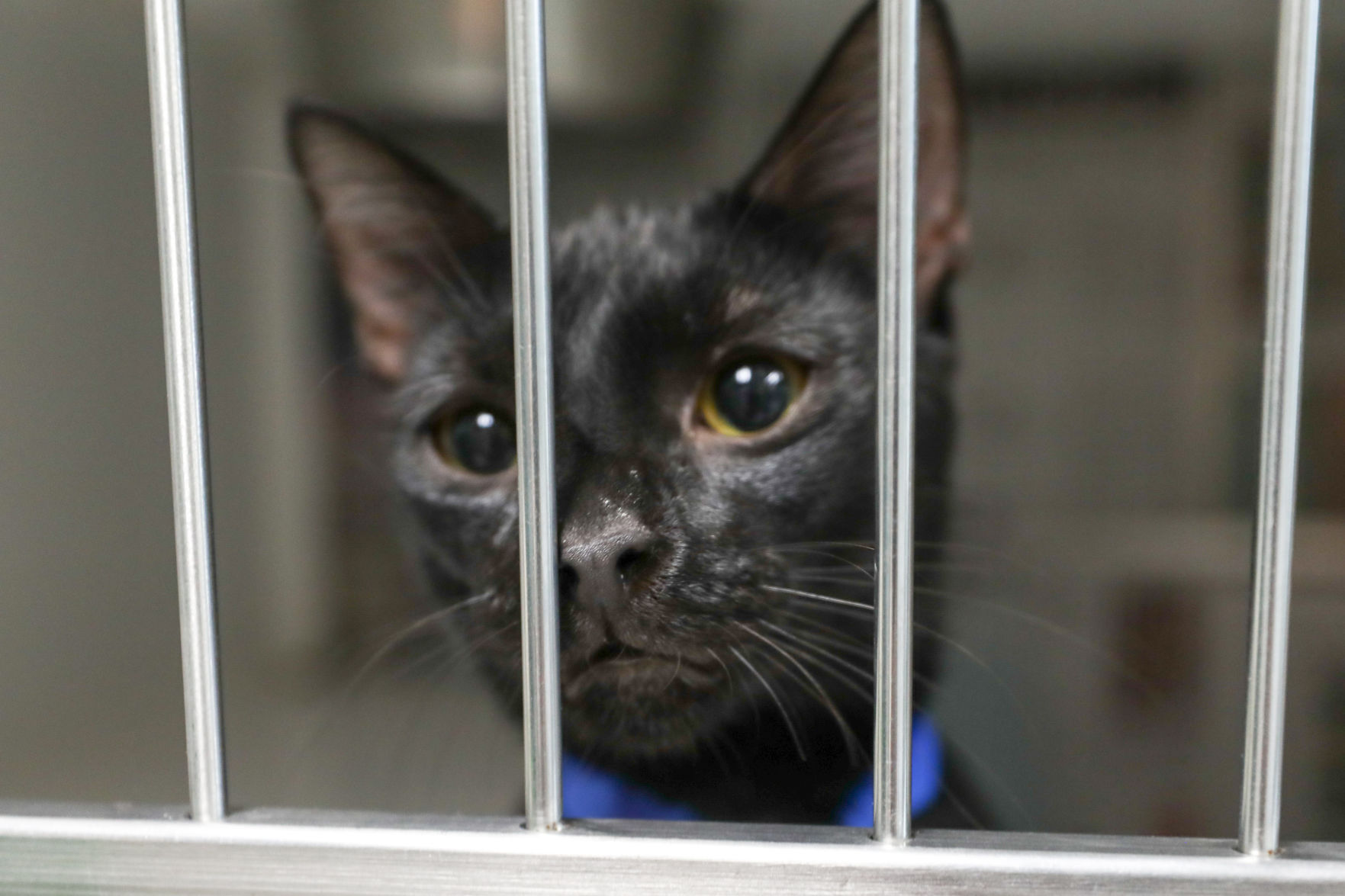 Lee County Humane Society pets for adoption